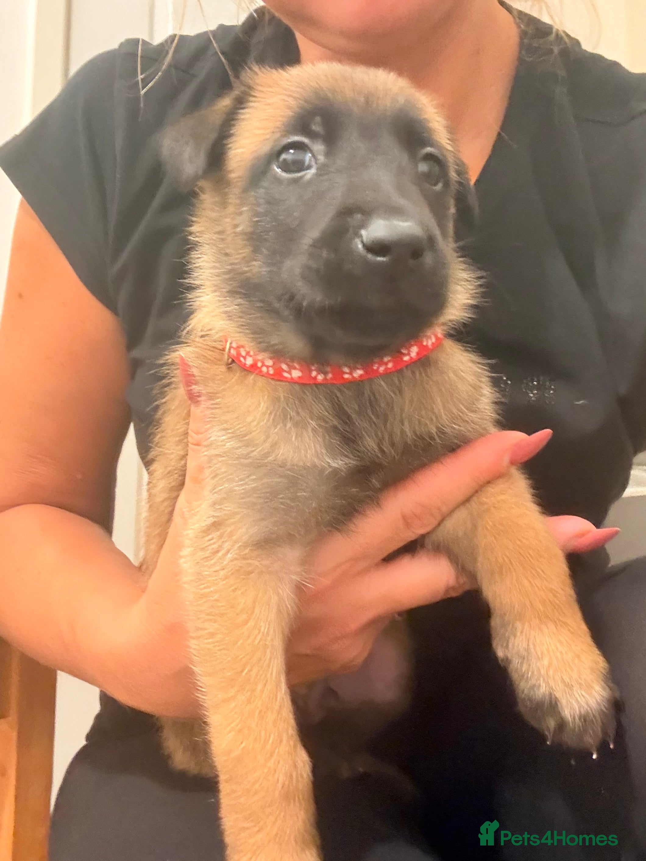 Belgian Shepherd Dog dogs Beautiful KC Registered Belgian Malinois Puppies - Advert 2