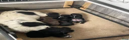 Sprocker dogs for sale: Beautiful Sprocker Puppies - Advert 11