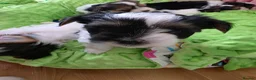 Biewer Terrier dogs for sale: READY TO GO Girl  Beautiful Biewer Terriers - Advert 12