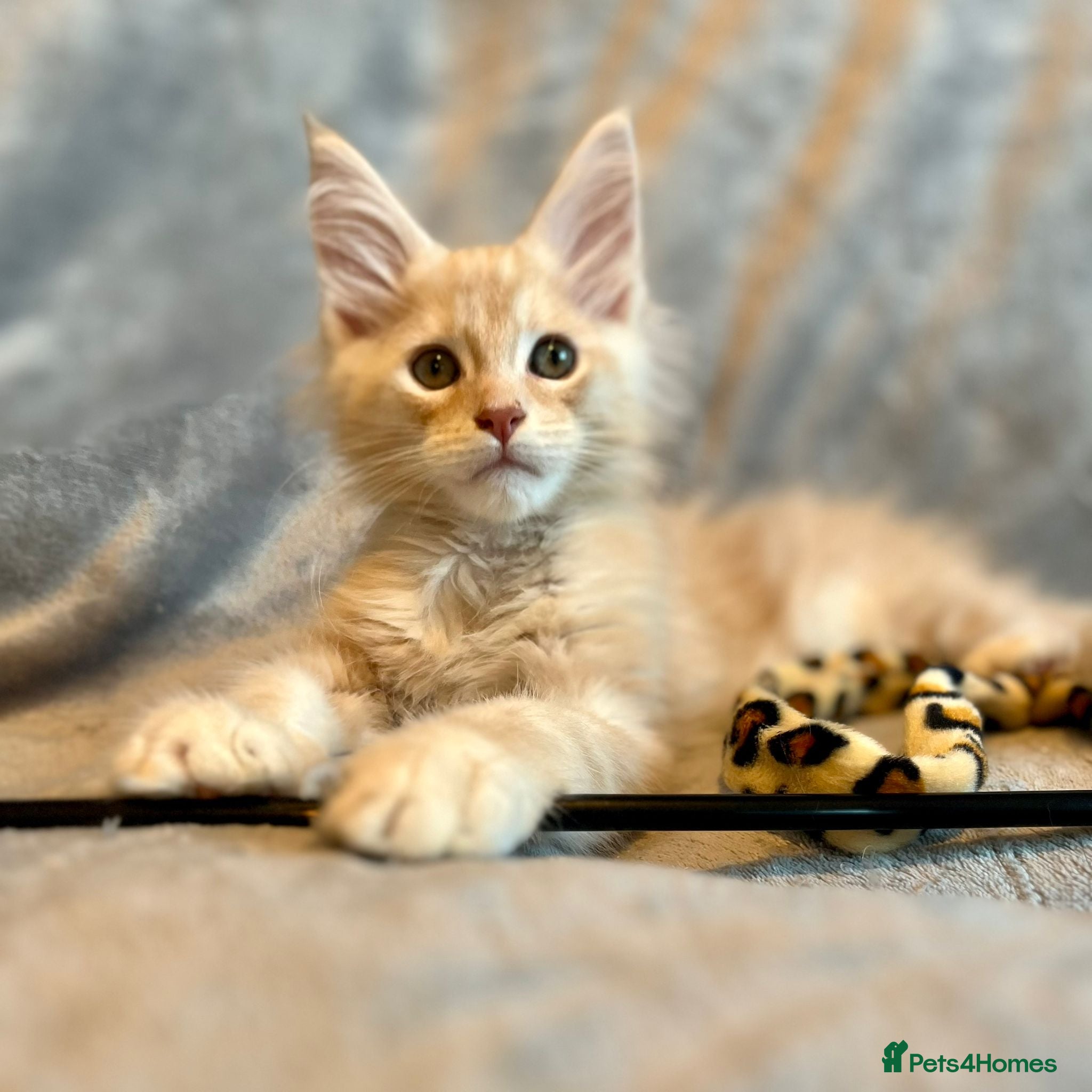 Maine Coon cats 🔥Maine Coon Boy (Klaus)🔥 - Advert 1