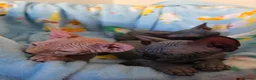 Sphynx cats for sale: ✨ Exceptional Sphynx Kittens Available ✨ - Advert 24