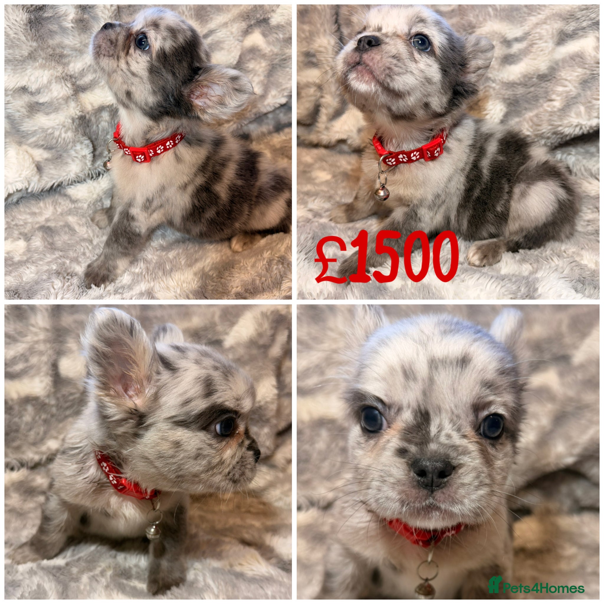 French Bulldog dogs Best in west mids.5 star super full fluffy litter - Advert 2