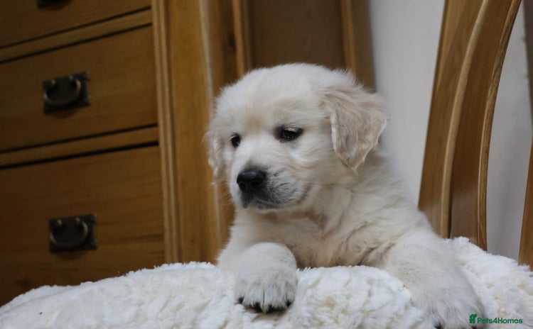 Golden Retriever dogs - Advert 4