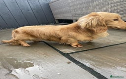 Miniature Dachshund dogs for sale: Kc miniature dachshund cream adult boy  - Image 6