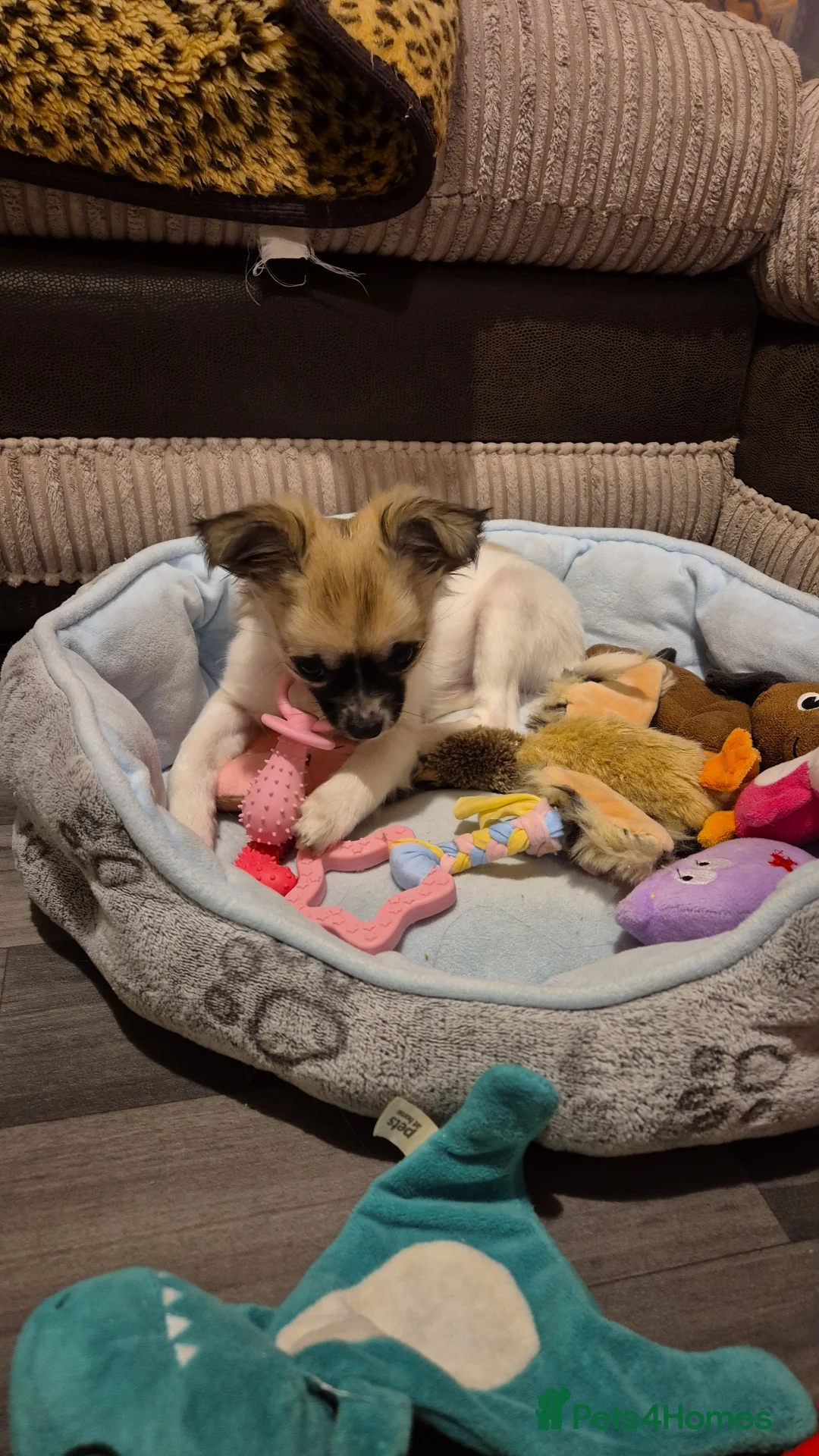 Chihuahua dogs for sale: 5 Month old Ivy - Advert 2