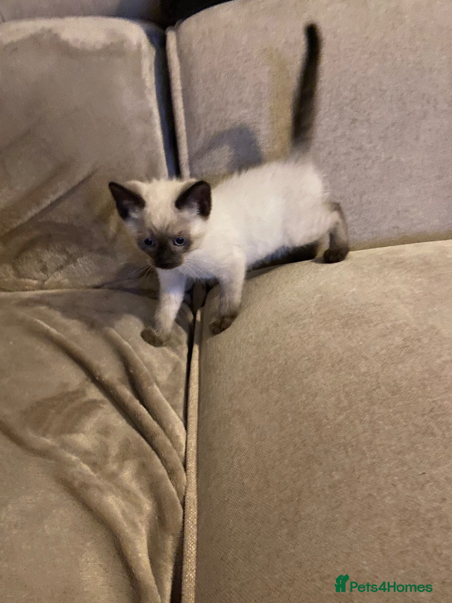 Mixed Breed cats Beautiful ragdoll cross kittens - Advert 2