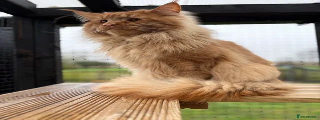Aslan