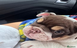 English Bulldog dogs for sale: English bulldog puppies  - Image 4
