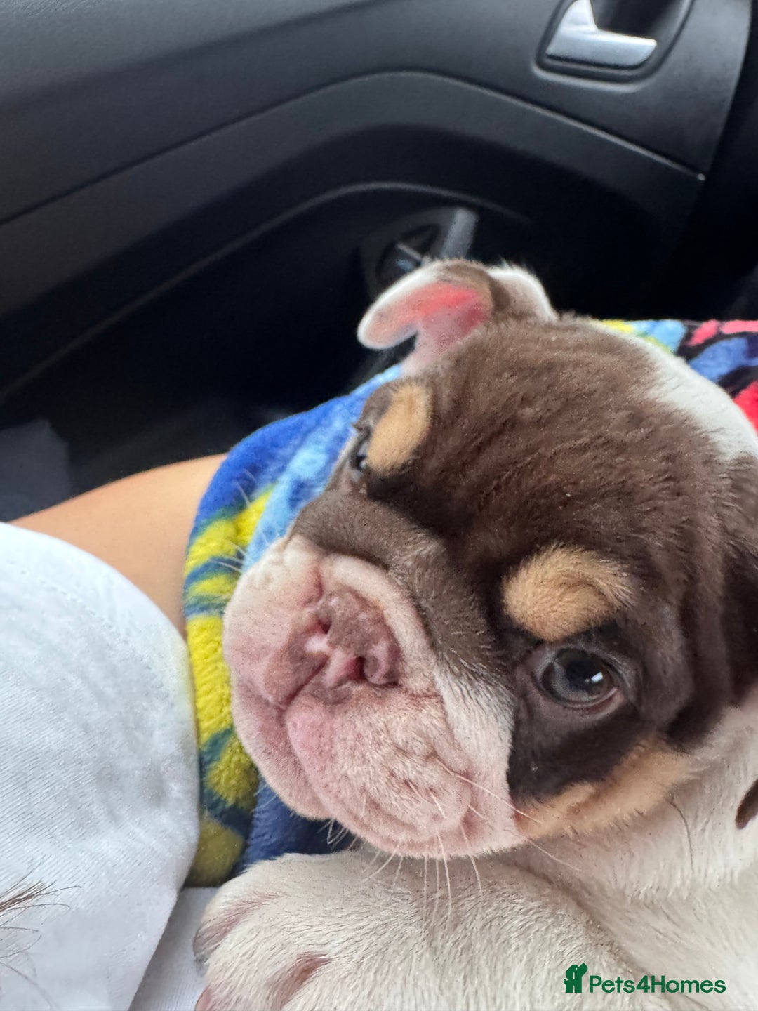 English Bulldog dogs for sale: English bulldog puppies  - Image 4