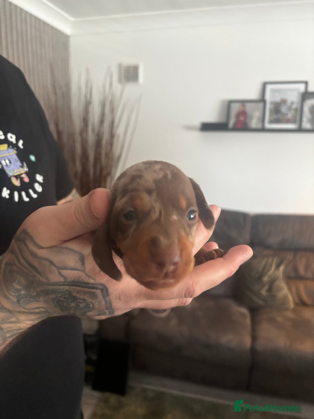 Miniature Dachshund dogs for sale: 2 puppies left in litter of 5 (2 boys) - Advert 9
