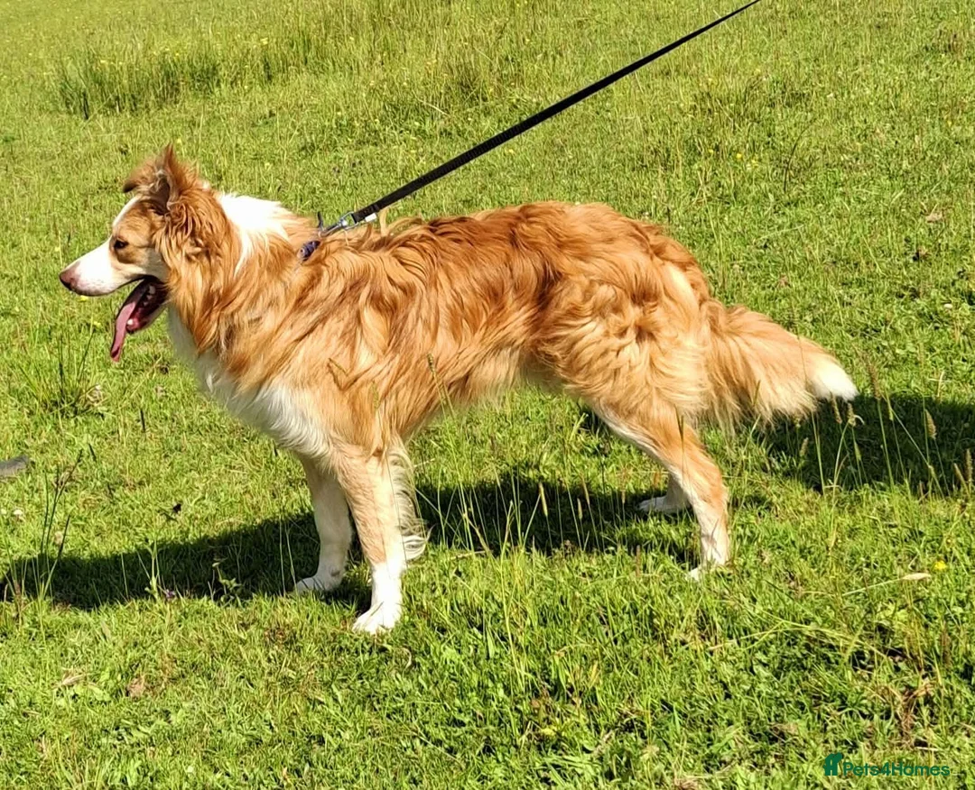 Border Collie dogs for sale: Border collie pups in Southampton - Advert 15