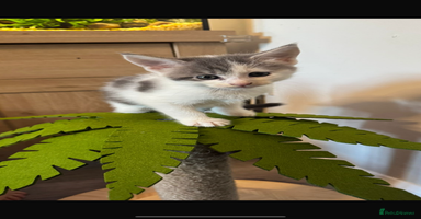 Mixed Breed cats - Advert 15