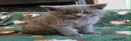 British Shorthair cats for sale: Beautiful British Shorthair kittens - Advert 8