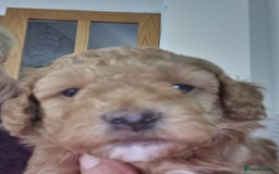 Miniature Poodle dogs for sale: Beautiful Miniature poodles  - Image 28