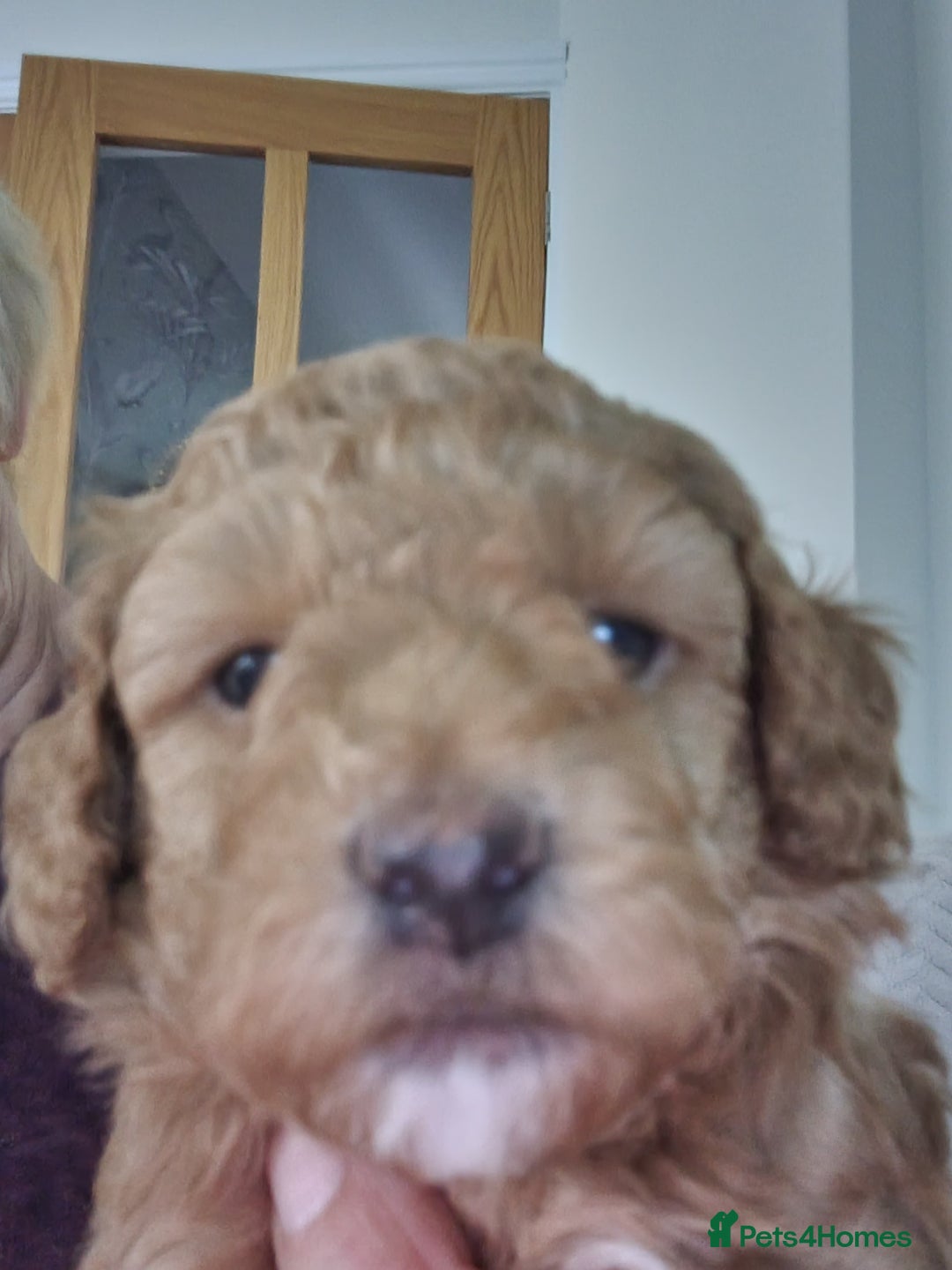 Miniature Poodle dogs for sale: Beautiful Miniature poodles  - Image 28