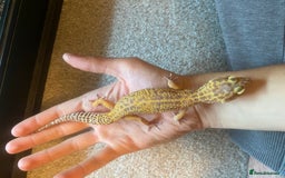 Leopard Gecko reptiles for sale: LEOPARD GECKOS + SETUP - Image 4