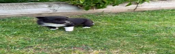 Border Collie dogs for sale: Mother is KC registered Dad is pure bred  in Ashbourne - Advert 3
