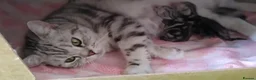 British Shorthair cats for sale: Stunning marble British shorthair kittens - Advert 8