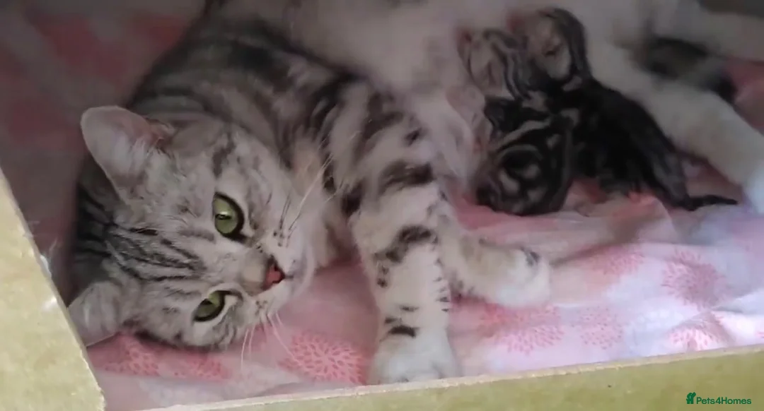British Shorthair cats for sale: Stunning marble British shorthair kittens - Advert 8