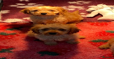 Cavapoo dogs - Advert 13