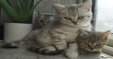 British Shorthair cats - Advert 14