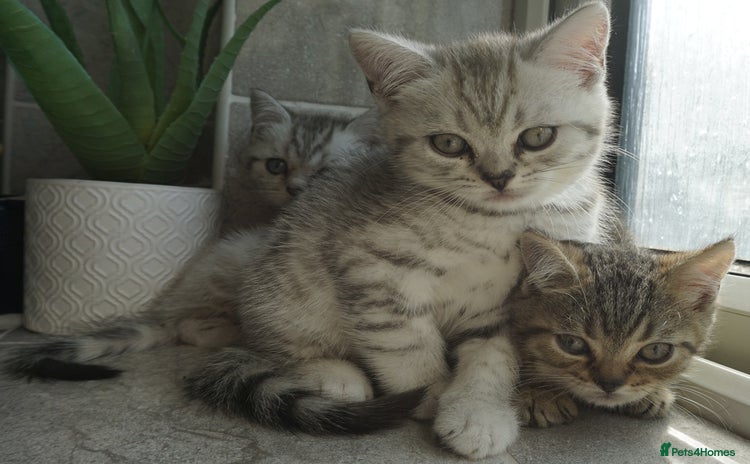British Shorthair cats - Advert 14