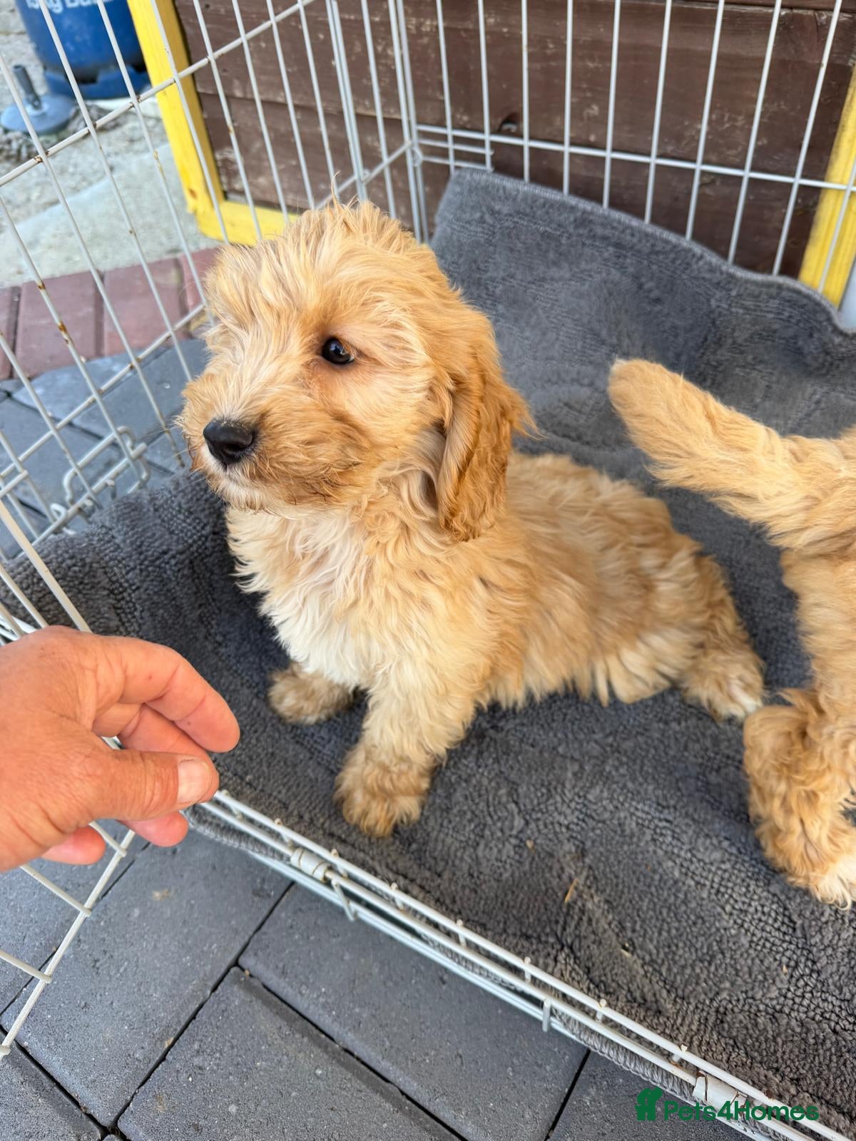 Cockapoo dogs Cockapoo puppies all vet checked - Advert 1