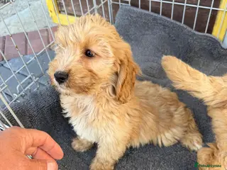 Cockapoo dogs Cockapoo puppies all vet checked - Advert 1