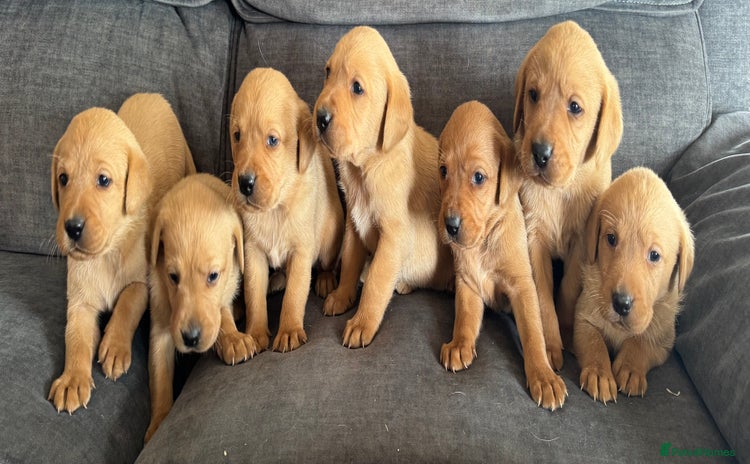 Labrador Retriever dogs - Advert 3