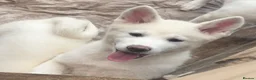 Japanese Akita Inu dogs for sale: Japanese Akita Puppies  - Advert 2