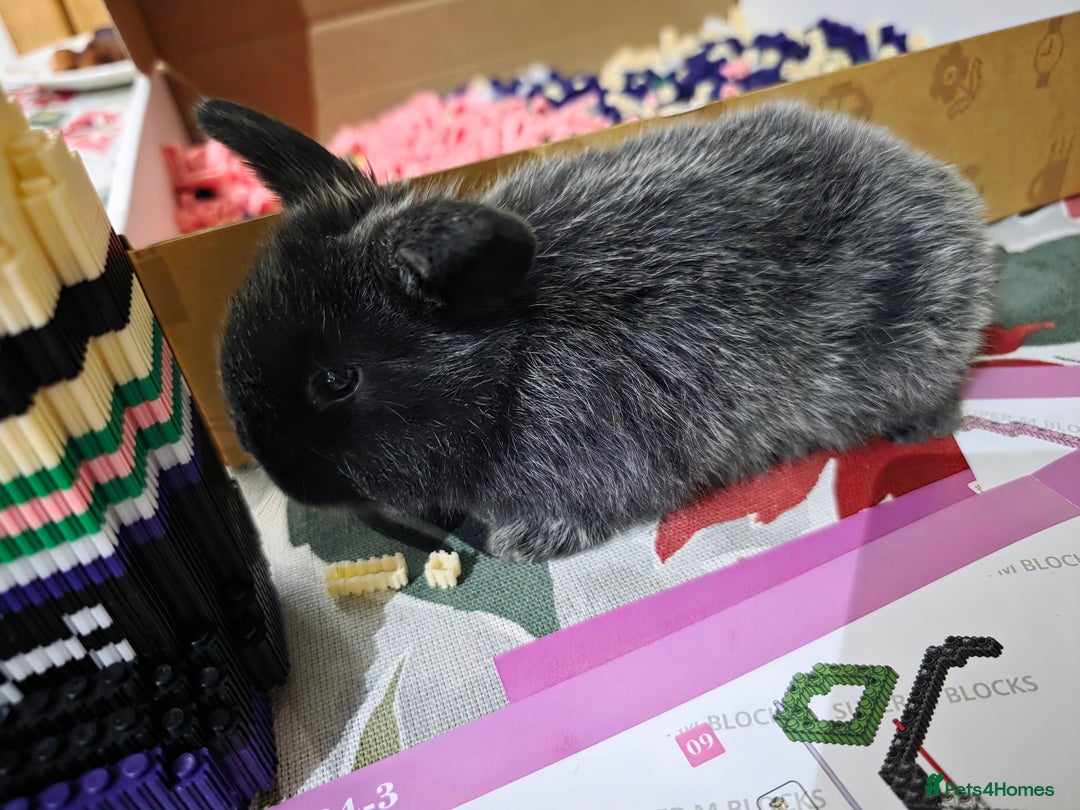 Mini Lop rabbits for sale: Mini loop  - Advert 6