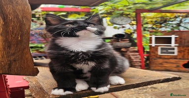 Maine Coon cats - Advert 1