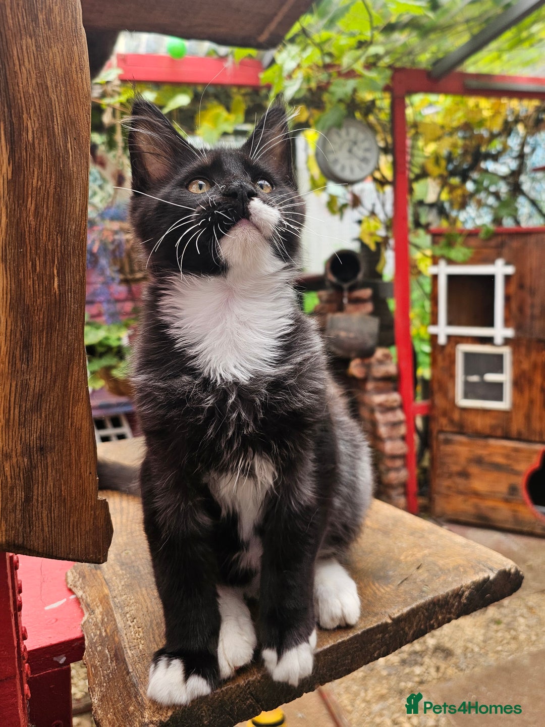 Maine Coon cats for sale: BLACK AND WHITE Maine Coons  - Image 3