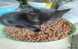 Mixed Breed cats for sale: Cute baby girls looking for loving home - Image 3