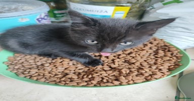 Mixed Breed cats - Advert 16