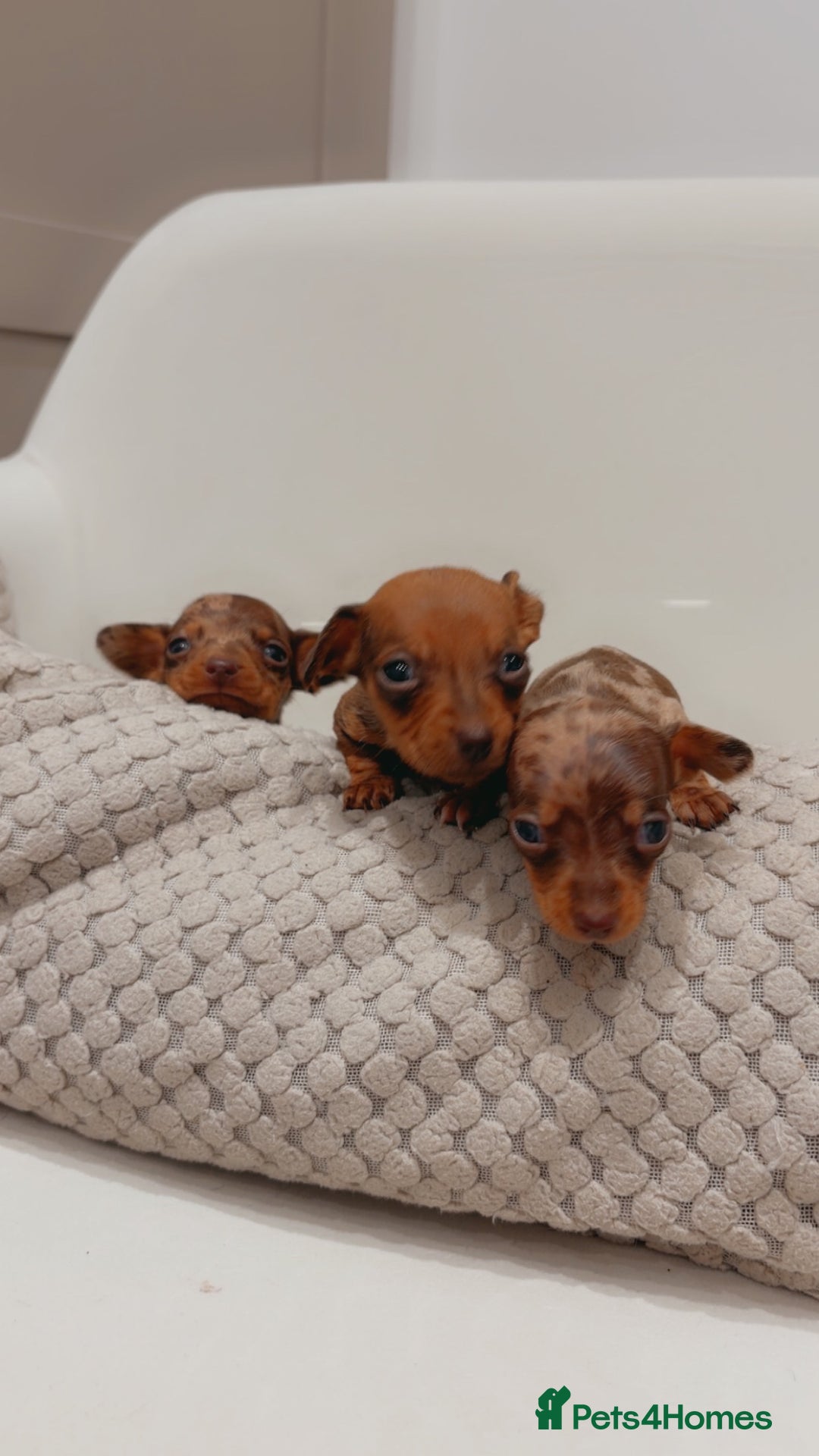 Dachshund dogs for sale: Sausage dog puppys - Advert 2