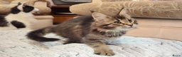 Maine Coon cats for sale: 🎄GCCF XXL Maine Coon Kitties-RARE OPPORTUNITY🎄  - Advert 7