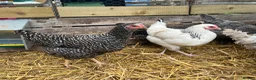 Chickens poultry for sale: Hybrid hens, chicks, growers, pullets - Advert 7