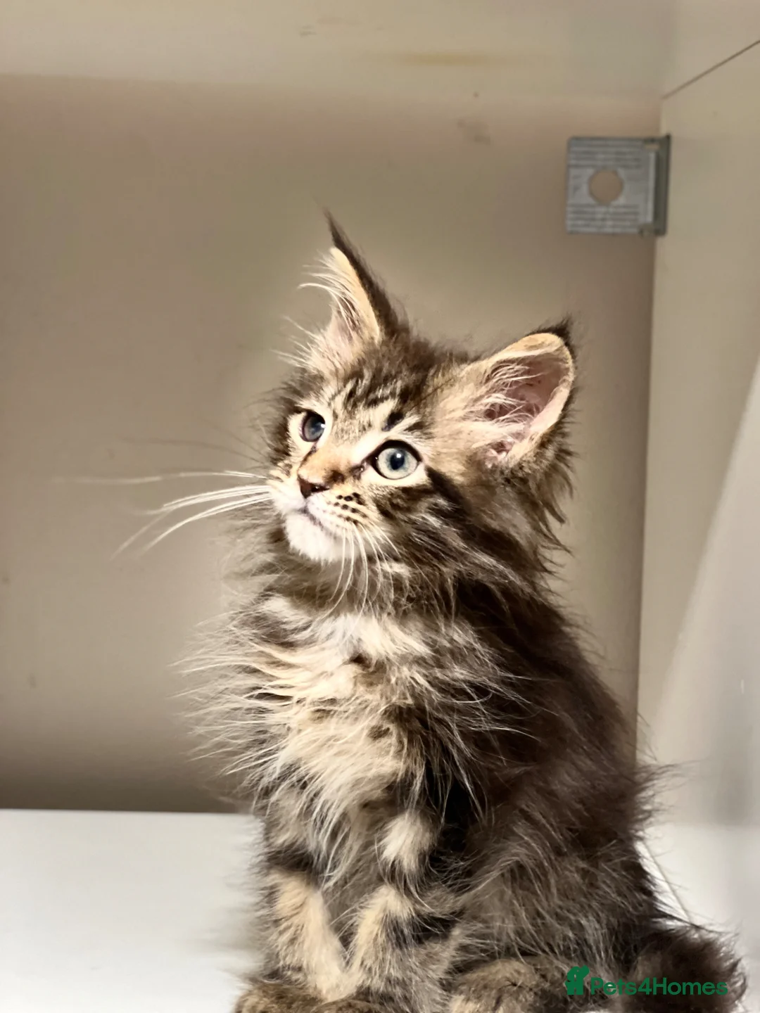 Maine Coon cats for sale: Pedigree Maine coons - Advert 2