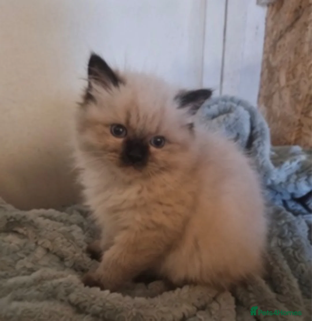 Ragdoll cats for sale: Adorable little ragdoll baby  - Advert 1