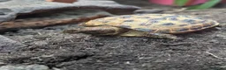 Tortoise reptiles for sale: Baby horsfield tortoises + setups  - Advert 6