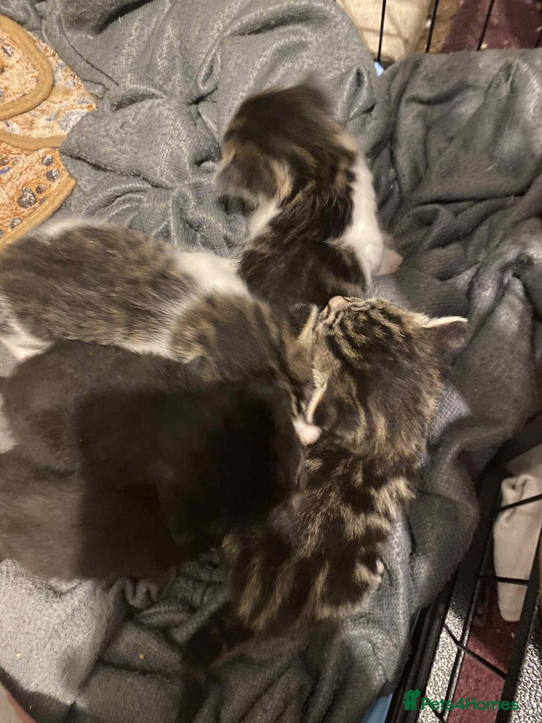 Mixed Breed cats for sale: 11 beautiful kittens - Image 3