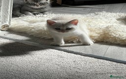 Scottish Fold cats for sale: Chocolate spotted Scottish kittens  - Image 2