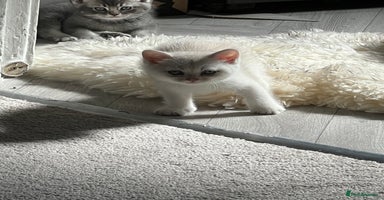 Scottish Fold cats - Advert 10
