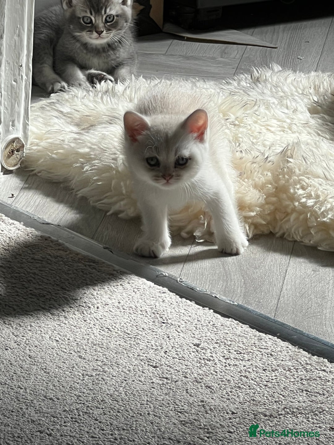Scottish Fold cats for sale: Chocolate spotted Scottish kittens  - Image 2