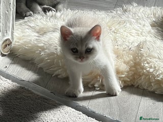 Scottish Fold cats - Advert 26