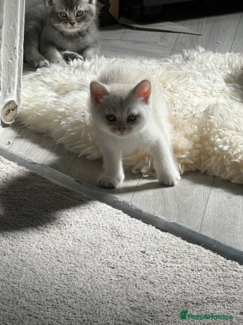 Scottish Fold cats - Advert 6
