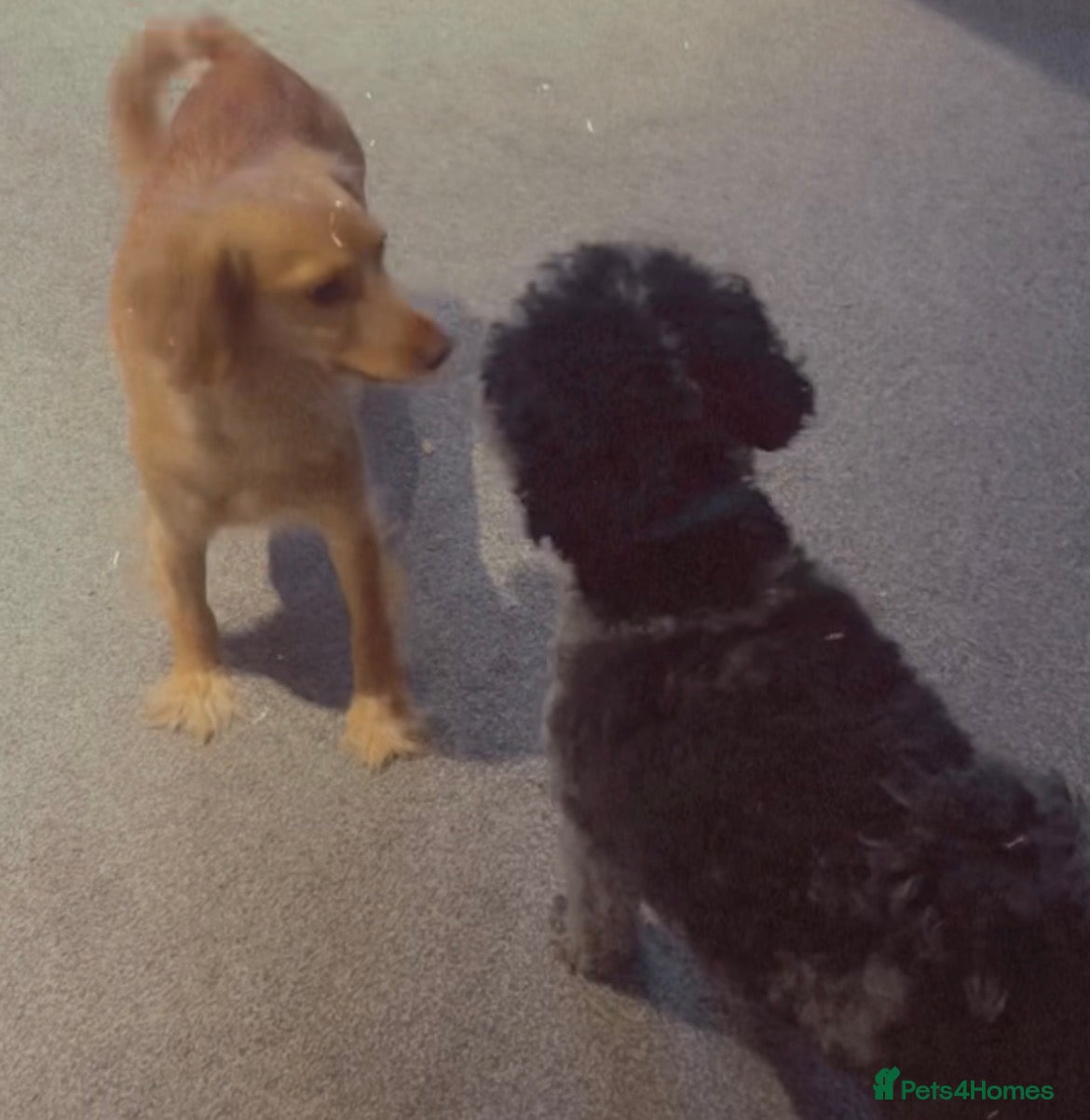 Cockapoo dogs for sale: Cocker spaniel X Cockapoo Puppies pending. 🐶 in Staines - Advert 7