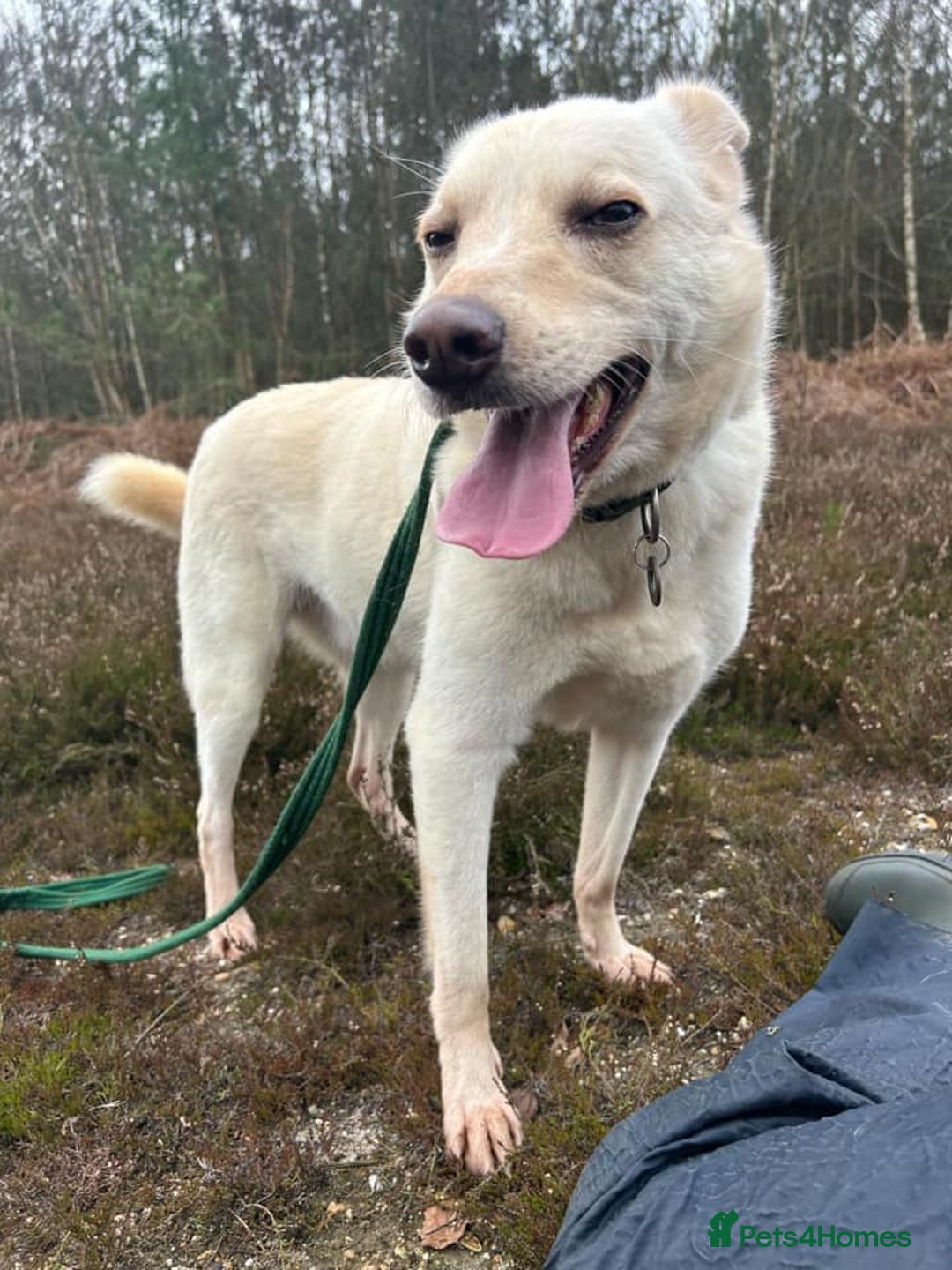 Mixed Breed dogs for adoption: Buddy - Norwich Norfolk  - Image 12