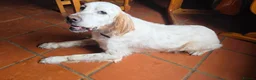 English Setter dogs for adoption: Jana  in New Romney - Advert 4
